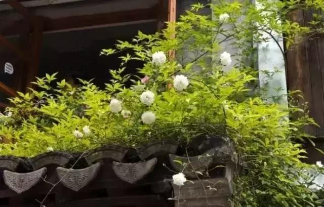 這樣的院子，只有中國人駕馭得了它！